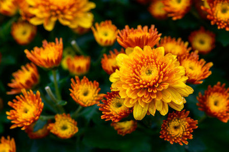 Orange Chrysanthemum flower on top view, flower background conceptの写真素材