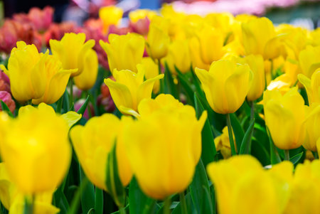 Beautiful Yellow Tulip flower blooming in garden, flower background conceptの写真素材