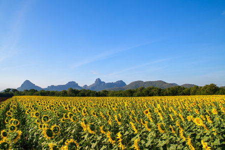Beautiful sunflower flower blooming in sunflowers field with big moutain and blue sky background. Popular tourist attractions of Lopburi province.の写真素材