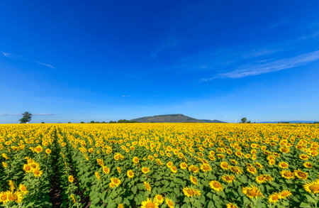 Beautiful sunflower flower blooming in sunflowers field with white cloudy and blue sky. Popular tourist attractions of Lopburi province. flower field on winter seasonの写真素材
