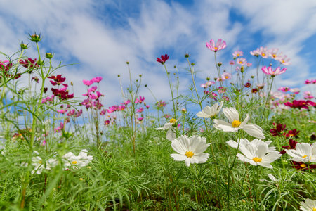 beautiful white and pink cosmos flowers in the farming area. flower field on winter season at Lop buri, Thailandの写真素材