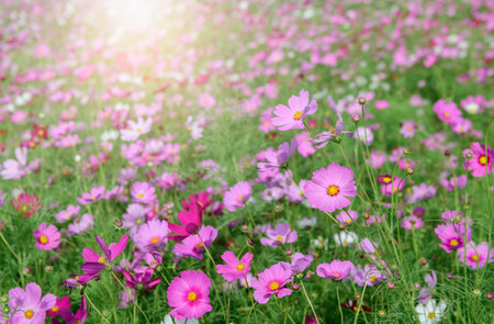 beautiful pink cosmos flowers in the farming area. flower field on winter season at Lop buri, Thailandの写真素材