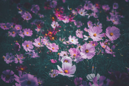 beautiful pink cosmos flowers in the farming area. flower field on winter season at Lop buri, Thailand  vintage toneの写真素材
