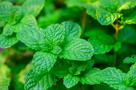 Fresh green leaves of mint, lemon balm, peppermint top view. Mint leaf texture. Mint leaves pattern spearmint herbs nature backgroundの写真素材