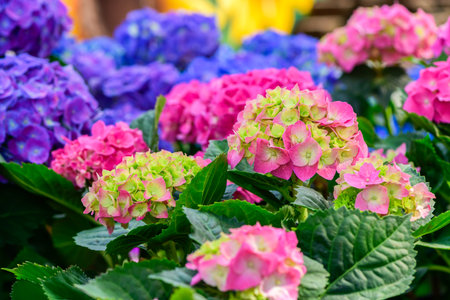 Colorful hydrangeas banner, close up. Purple blue pink hortensia flowers ion garden. Many Hydrangea macrophylla Blossom, closeupの写真素材