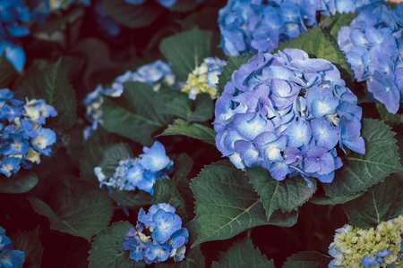 Colorful hydrangeas banner, close up. Purple blue hortensia flowers ion garden. Many Hydrangea macrophylla Blossomの写真素材