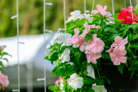 A beautifully blooming pink and white Cape Periwinkle flower or catharanthus roseus. flower background conceptの写真素材