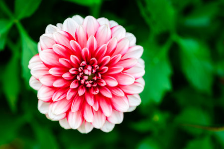 Macro close up of Dahlia flower purple with white edges. flower backgroundの写真素材