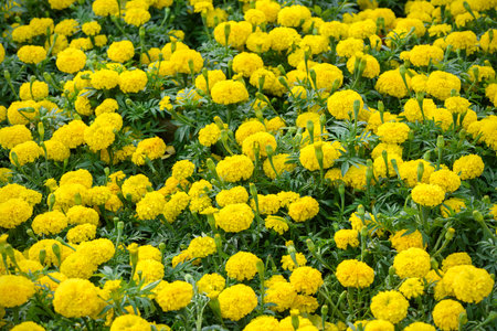 Beautiful yellow marigold bloom with sunlight in the garden. flower backgroundの写真素材