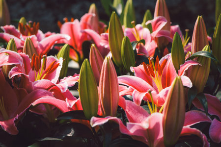 Close up of big lily, vibrant pink lily flowers bouquet with aromatic fragrant are blooming in the morning garden. flower conceptの写真素材