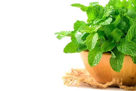 Fresh peppermint in wood bowl isolated on white background. It is widely used in food, beverages, cosmetics, and medicinal products due to its natural menthol content.の写真素材