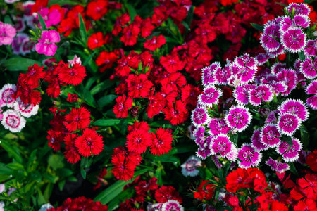 Beautiful Dianthus is blooming in the morning light.Selective focus.The orther name is Rainbow and Indien or China pink. flower conceptの写真素材