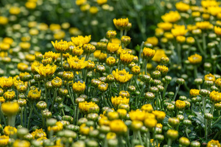 Fresh bright chrysanthemums. Japanese, korean style. Background for a beautiful greeting card. Flowering yellow chrysanthemumsの写真素材