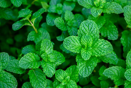 Fresh green leaves of mint, lemon balm, peppermint top view. Mint leaf texture. Mint leaves pattern spearmint herbs nature backgroundの写真素材