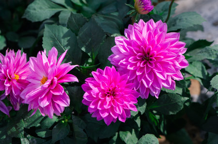 Beautiful Pink dahlia pinnata flower in garden. flower background conceptの写真素材