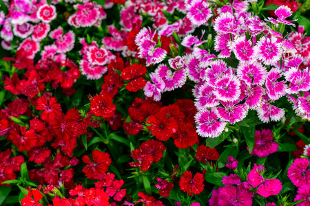 Beautiful Dianthus is blooming in the morning light. Selective focus.の写真素材