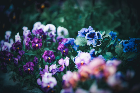 Pansy flower, nature bursts into color with a vibrant display of pansies in full bloom. capturing the charm and tranquility of spring in Japan.の写真素材