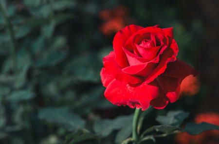Beautiful red rose in a garden. flower conceptの写真素材