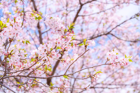 Beautiful and cute pink Kawazu Zakura or cherry blossom against blue sky. Kawazu, Shizuoka, Japan. Wallpaper backgroundの写真素材