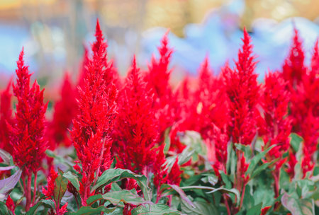 cockscomb or celosia plumosa or Pampas Plume Celosia flowers blooming in the garden red flowers. flower backgroundの写真素材