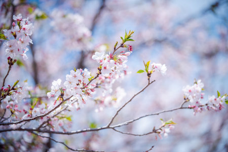 Beautiful and cute pink Kawazu Zakura or cherry blossom against blue sky. Kawazu, Shizuoka, Japan. Wallpaper backgroundの写真素材