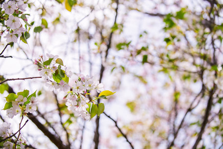 Beautiful and cute pink Kawazu Zakura or cherry blossom against blue sky. Kawazu, Shizuoka, Japan. Wallpaper backgroundの写真素材