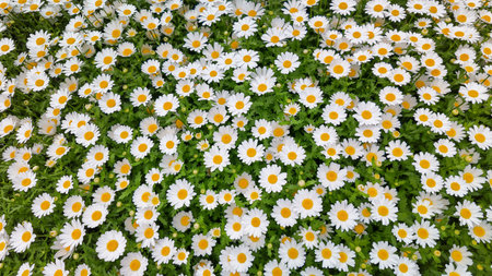 Chamomile. White Marguerite flowers in a field of green grass in park. Chamomile flowers field. Close up Nature, flowers conceptの写真素材