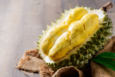 Ripe durian fruit or Durio zibethinus with yellow creamy pulp exposed on wood background. Known as the king of fruits in Southeast Asia. Popular in Thailand, Malaysia, and Indonesia.の写真素材