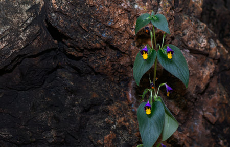 Microchirita Simia or Yad Vanorn Pak or Monkey face dewdrop or Monkey faced flower. This species was found in Lopburi,Thailand new species plant discovered 2025の写真素材