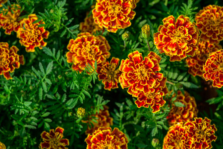 A close view of red and yellow marigold flowers blooming vividly among lush green foliage. The rich color contrast creates a festive and energetic atmosphere, floral backgrounds