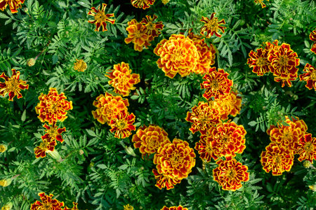 A vibrant cluster of orange and yellow marigold flowers blooming among dense green foliage in a garden. The colorful petals and natural sunlight create a bright and cheerful atmosphere.flower background