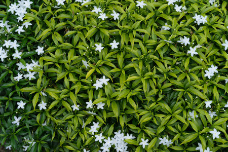 Green leaves and white flower backgroundの写真素材
