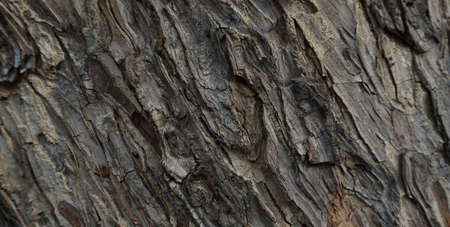 Photo Background The shadow of the Old log wooden from Thailand