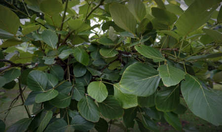 photo The shadow of the leaves in my garden