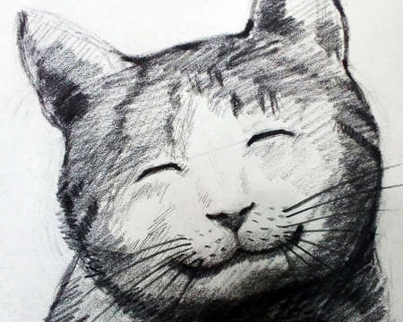 Art  Drawing Sketch out line   cute Cat from Thailandの写真素材