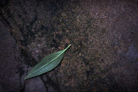 Leaves on the cement background