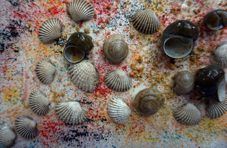 Mixed media art, a variety of shells on the background disappearing colors