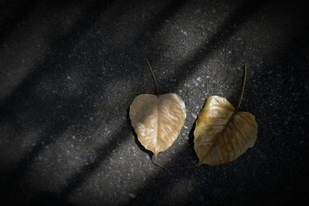 Shadow , Dry leaves are placed on the cement backgrounds for design from thailand