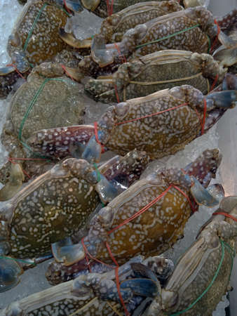 Blue swimming crab, Flower crab, Blue crabの写真素材