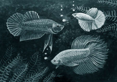 Hand drawn,Art ,painting ,Oil color, Auspicious ,Betta fish , Siamese fighting fish,Thai landの写真素材