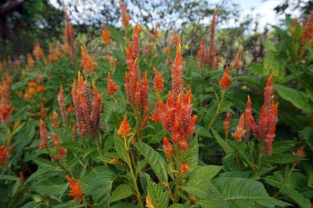 Flower field in the garden from Thailand