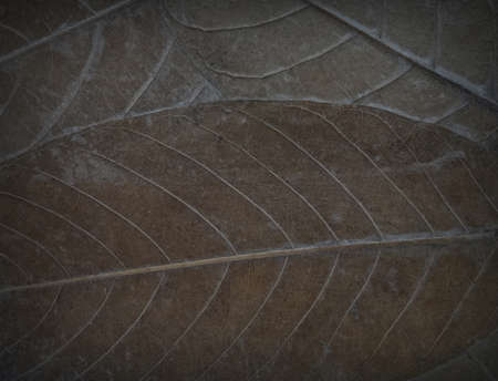 The pattern shape of the leaf surface is not dryの写真素材