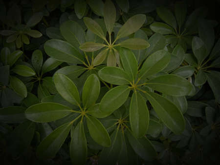leaf tree in the garden from Thailand