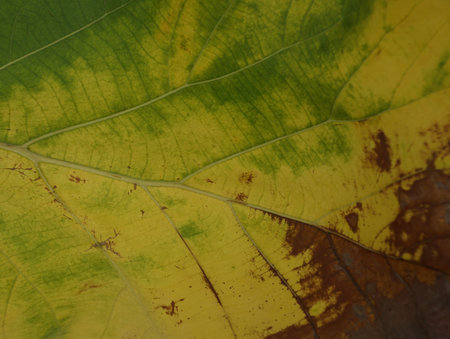 fresh green leaves for background thailand