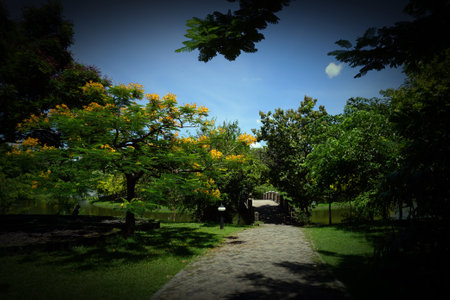 leaf tree field in the garden from Thailandの写真素材
