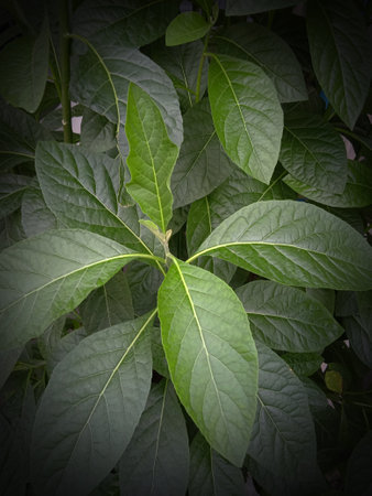 fresh green leaves for background thailandの写真素材