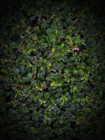 The morning light illuminates many beautiful leaves in the front gardenの写真素材