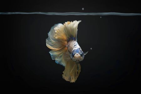 siamese fighting fishの写真素材