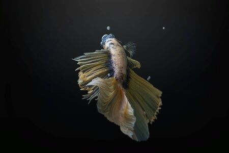 siamese fighting fishの写真素材