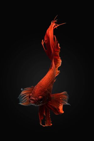 siamese fighting fishの写真素材